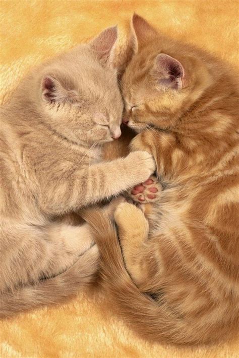 Pin By Melissa Magnin On Animals Sleeping Kitten Kittens Cutest