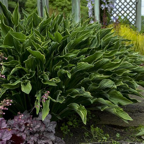 Even with the best care, you will lose a hosta from time to time, but by following some basics you can keep losses to a minimum. Praying Hands Hosta | Siebenthaler's