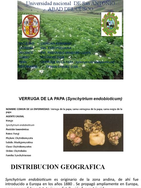 Verruga De La Papa Synchytrium Endobioticum Fitopato Pdf Patata Hongo