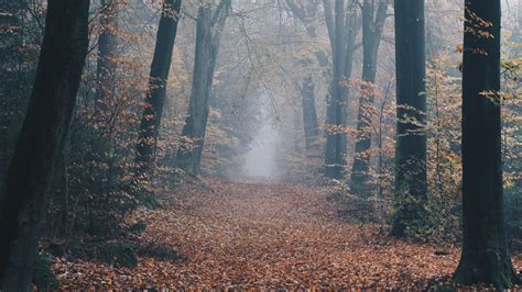Autumn Forest Fog Path Nature 4k Hd Wallpaper