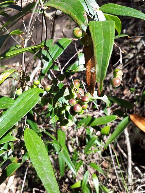 Fruit And Vegetables Aussie Bush Tucker An Introduction To Common