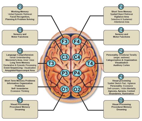 Types Of Brain Mapping Printable Templates