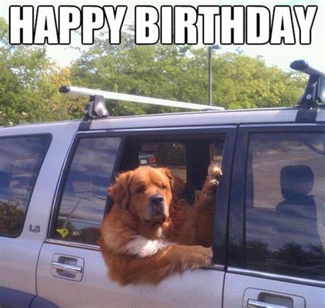 Happy Birthday Memes Dog Wishesgreeting