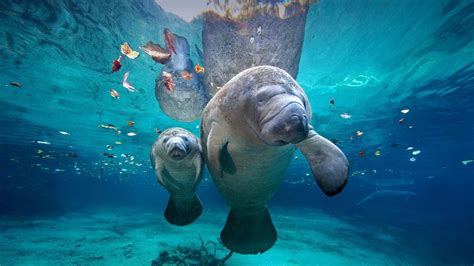 West Indian Manatee Mom And Baby At Three Sisters Springs Florida Peapix