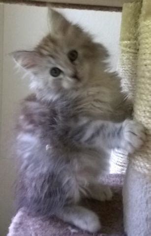 We are small breeders and our kittens are part of our family. Purebred Female Maine Coon Kittens for Sale in Portland ...