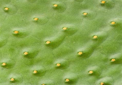 Green Cactus Texture — Stock Photo © Ninell 100883438