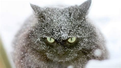 How To Keep Your Cat Safe During A Blizzard Pet Voice