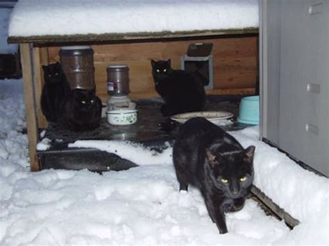 How To Build A Feral Cat Shelter For The Winter Catster