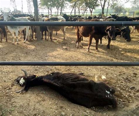 Cattle Deaths A Shocker The Tribune India