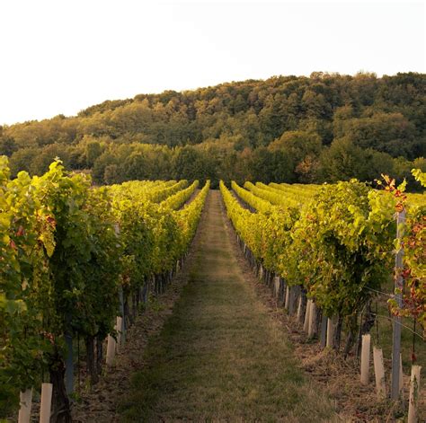 The Best Door County Wineries Youll Love To Visit Moonsail Vacations