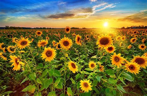 1080p Free Download Sunrise Field Golden Rays Morning Beautiful