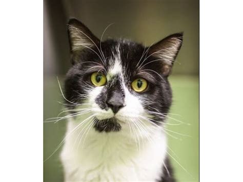 Cats dogs rabbits kittens puppies bunnies adopt central massachusetts ma mass. Kittens & adult cats available for adoption - Dover, MA Patch