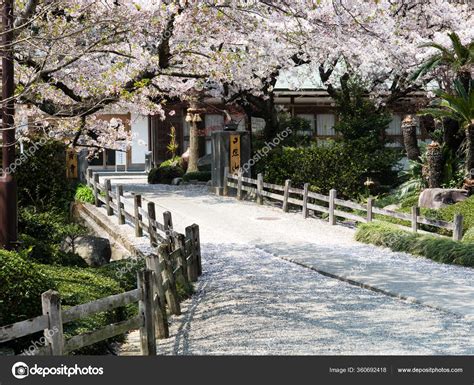 Naruto Japonya Nisan 2017 Gokurakuji Kiraz Ağaçları Çiçek Açıyor ...