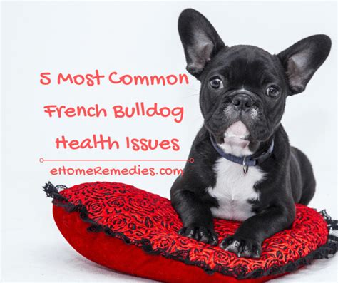 5 Most Common French Bulldog Health Issues