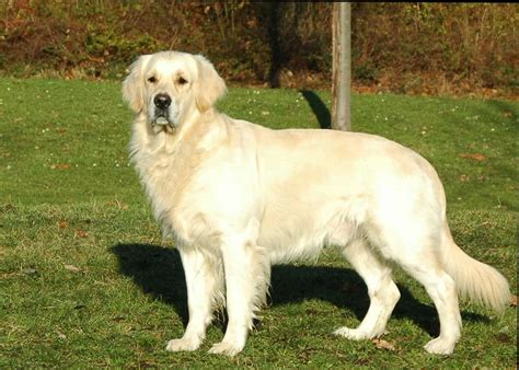 23 Facts About English Cream Golden Retrievers You Probably Didnt Know