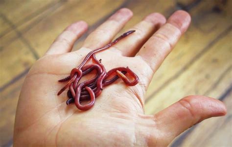 Trash Eating Red Worms To Keep You Green The Times Of Israel