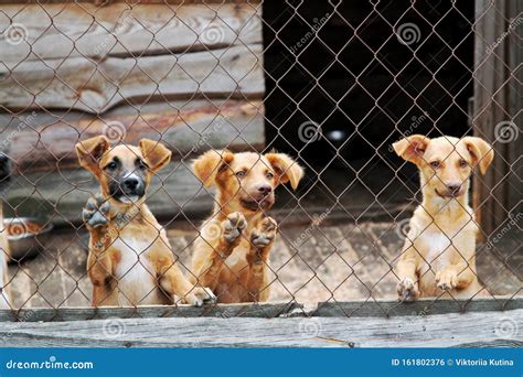 Dogs In A Shelter For Homeless Animals Stock Photo Image Of Rain