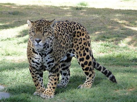 Jaguar Panthera Onca Pictorial Dinosaur Archives