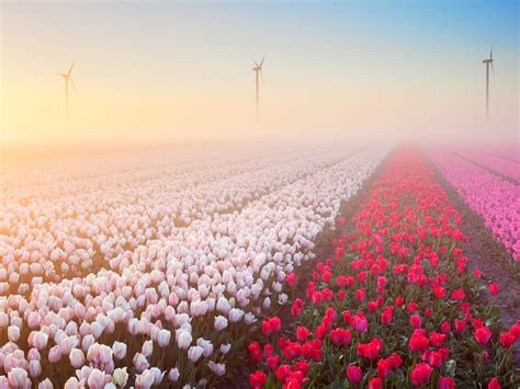 15 Beautiful Pictures Of Spring Flowers Around The World Photos