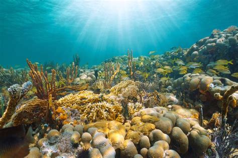 Sunlight Underwater In A Coral Reef With Tropical Fish Caribbean Sea