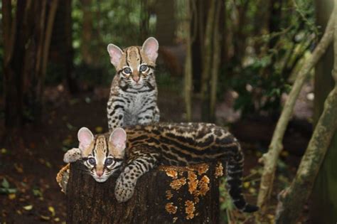 Ocelot Kittens Spotted At Greenville Zoo Zooborns