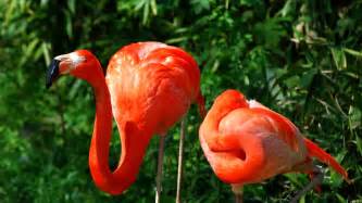 Flamingos Couple Grass Colored Birds Feathers Hd Wallpaper