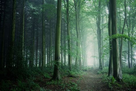 Photography Trees Path Forest Dark Wallpaper Coolwallpapersme