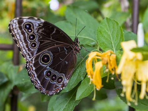 Tropical butterfly in its natural habitat. It's butterfly season at Springs Preserve — VIDEO | Las ...