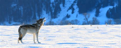 Chicago wolves is a professional ice hockey team that provides fun and affordable sports entertainment for the entire family. 3-Day Winter Wolves & Wildlife of Yellowstone Safari ...