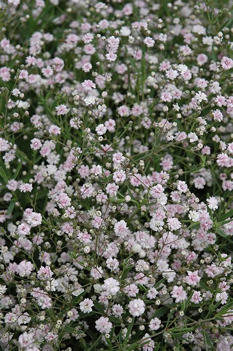 Beautiful of view of euphorbia hypericifolia with clusters of airy flowers in the midst of green vegetation.the frothy flowers are held above narrow, delicate leaves. Pink Fairy Baby's Breath (Gypsophila paniculata 'Pink ...
