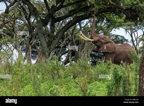 African Elephant Loxodonta Africana Bull Feeding On An Acacia Tree In
