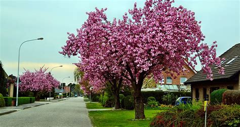Alberi con i fiori rosa in primavera. Cheap Cherry Blossom Trees Are For Sale and They Look ...