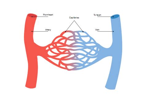 Diagram Heart Blood Vessel Diagram Mydiagramonline