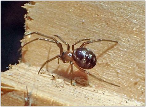 Arachnida Steatoda Grossa Cupboard Spider