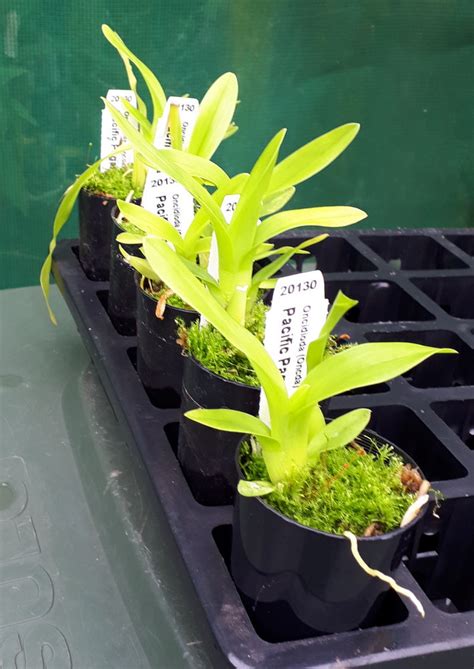 Orchid Seedling 50mm Pot Size Oncidium Oncidioda Pacific Pagan Kila