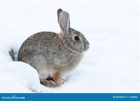Cottontail Rabbit In Snow Stock Image Image Of Wild 86306957