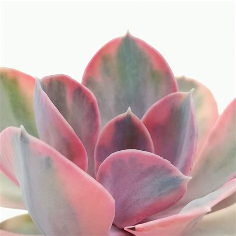 Echeveria ‘rainbow Giromagi Cactus And Succulents