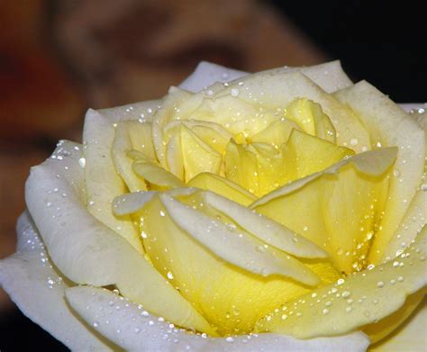 Yellow Rose Petals 1272119 Stock Photo At Vecteezy