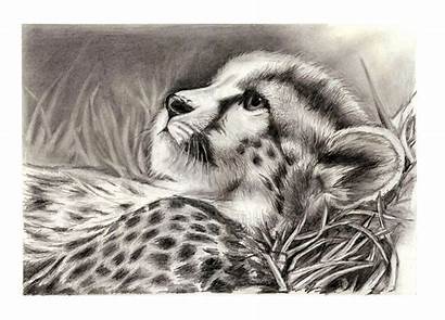 Pencil Sketches Hope Jungle Leopards Drawing Drawings