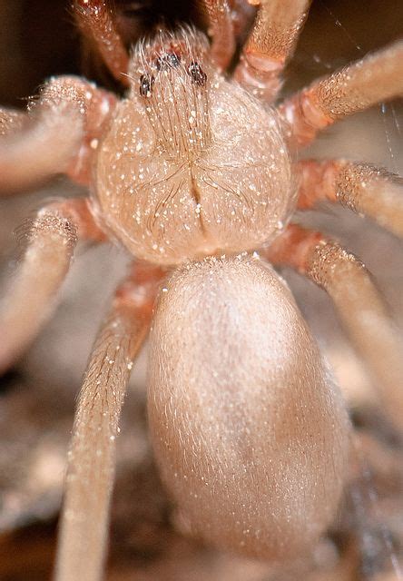 Desert Recluse Spider Loxosceles Sp F Sicariidae Recluse Spider