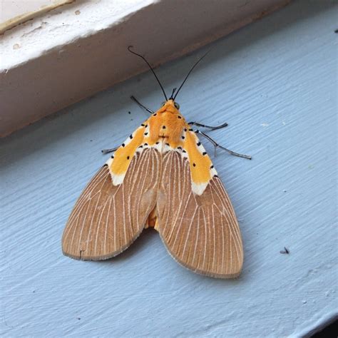 A Brown And White Moth Sitting On Top Of A Window Sill Next To A Blue Wall