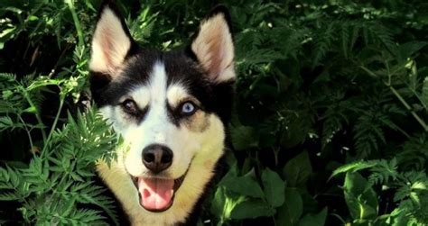 17 Funny Memes With Husky Pettime