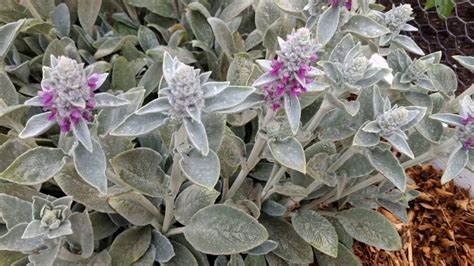 How To Grow Your Own Bandages Stachys Byzantina Lambs Ear