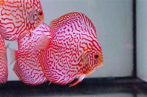 Pin On Discus