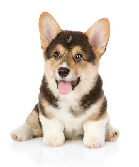 They are thought to have been used as war dogs and were developed to hunt boar. Corgi Puppies For Sale Colorado | PETSIDI