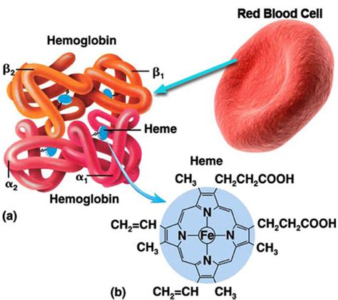 Chapter 7 Hemoglobin Flashcards Quizlet