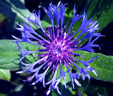 Cornflower Mountain Bluet Centaurea Montana