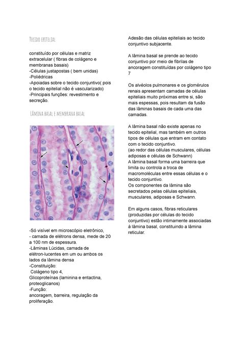 Tecido Epitelial Resumo De Laminas Morfofuncional Microsc Pico Studocu