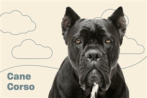 Cane Corso Dog Breed Information And Characteristics Daily Paws