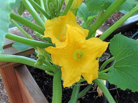 Sow There Why Are My Squash Plants Not Producing Squash Chico